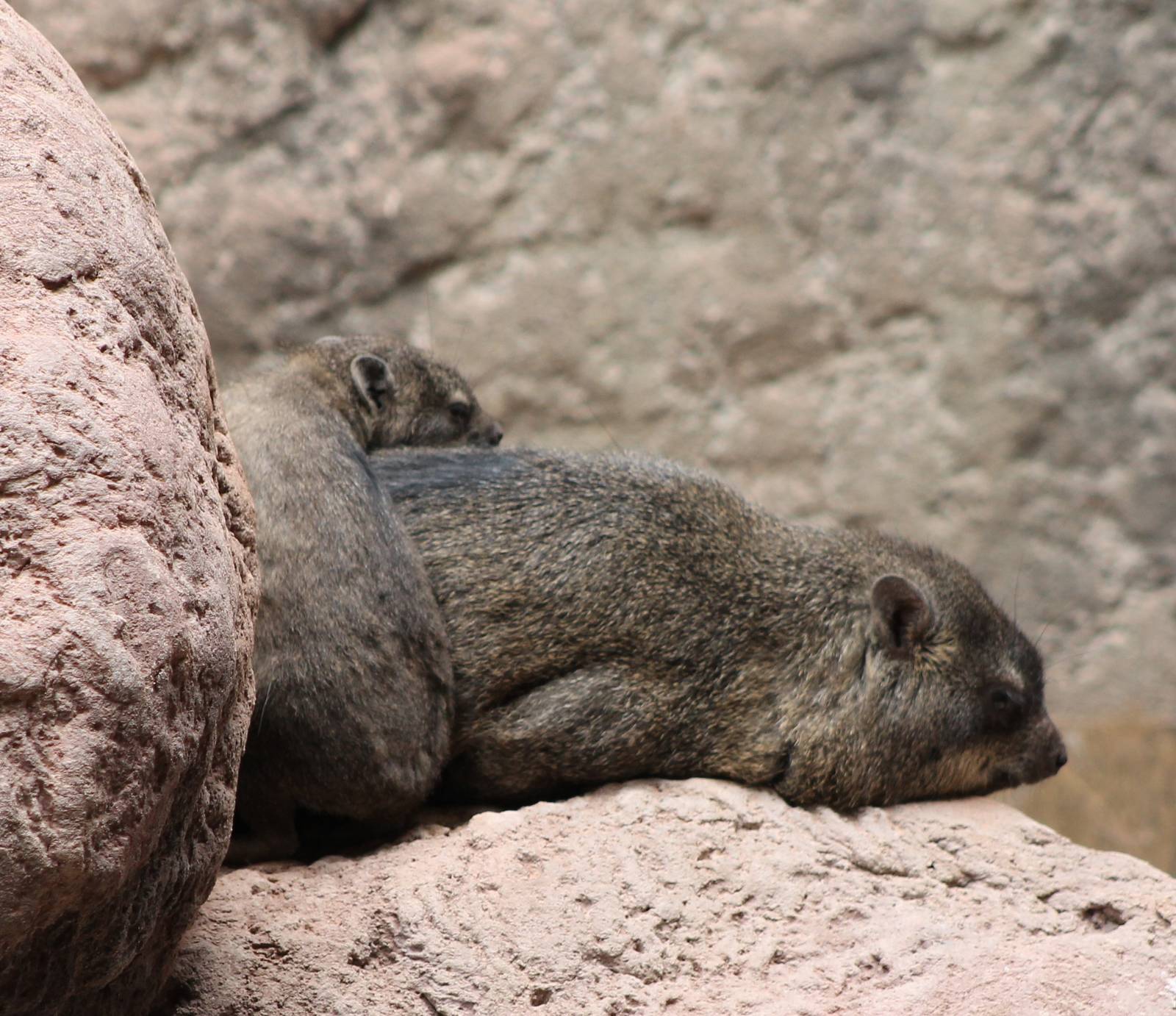Cape hyrax with young