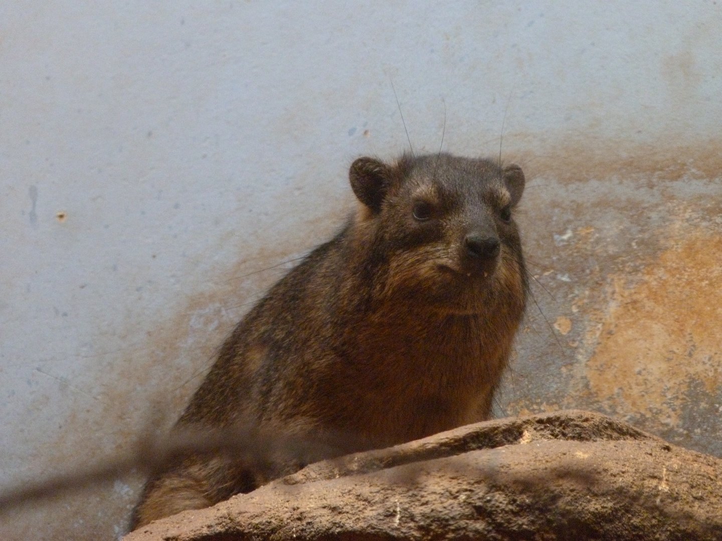 Cape hyrax -Zoo Plzeň (2025)