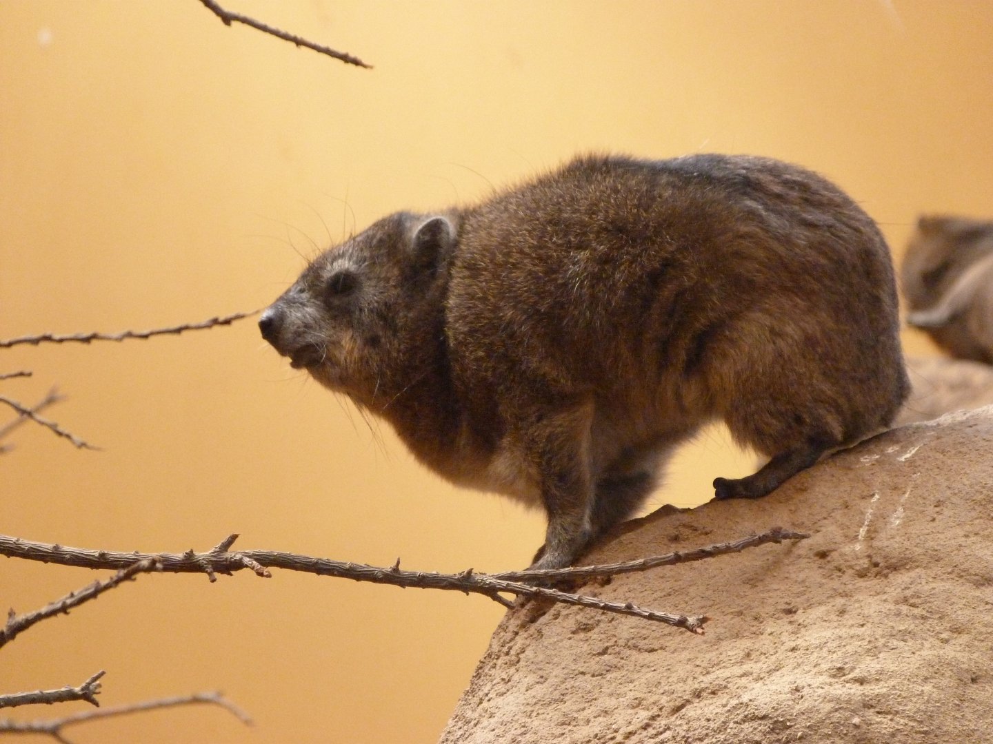 Cape hyrax -Zoo Plzeň (2025)