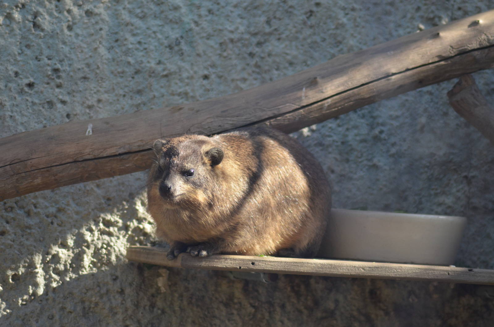 Cape Hyrax