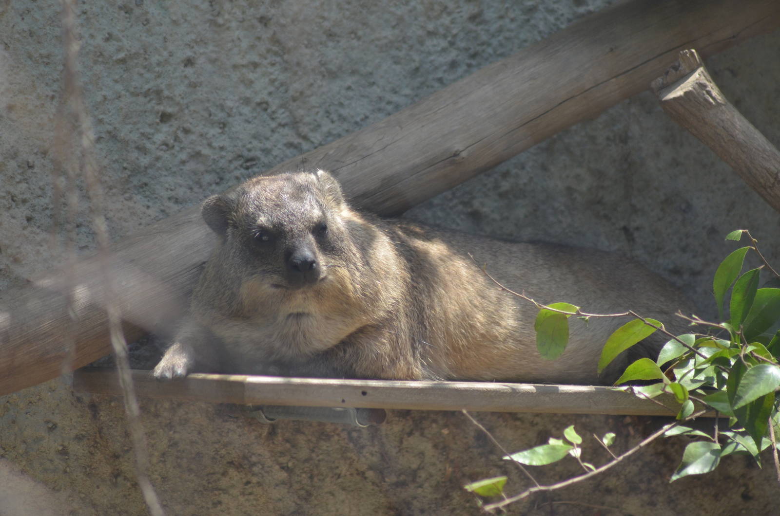 Cape Hyrax