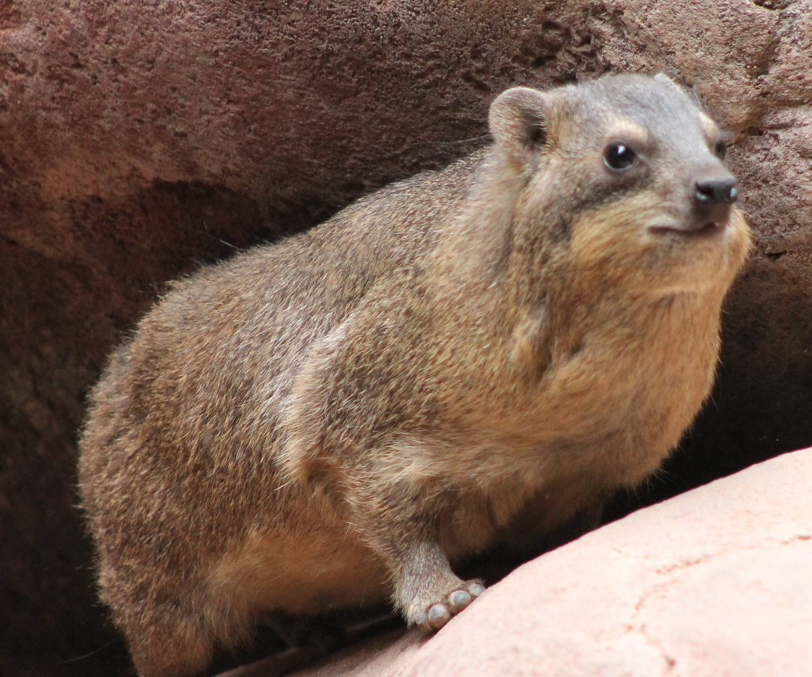 Cape hyrax