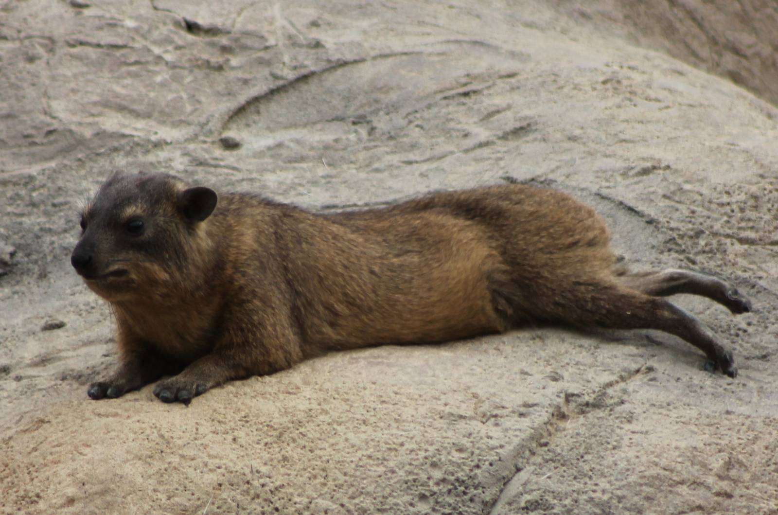 Cape hyrax