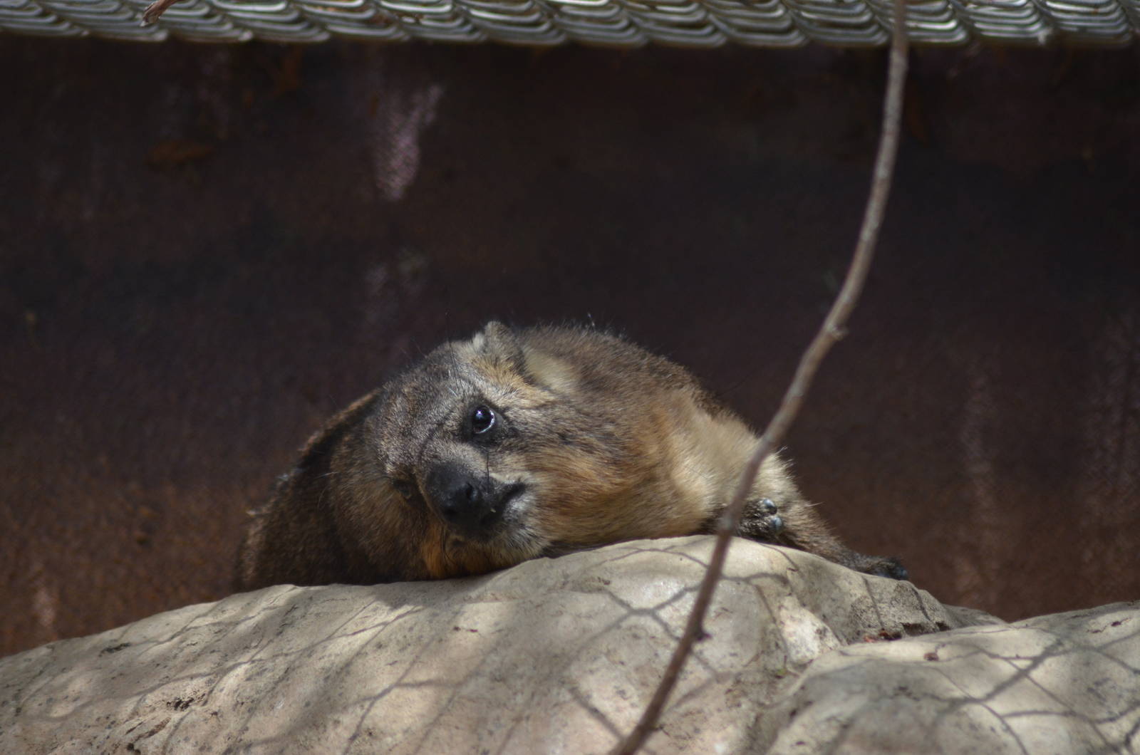 Cape Hyrax