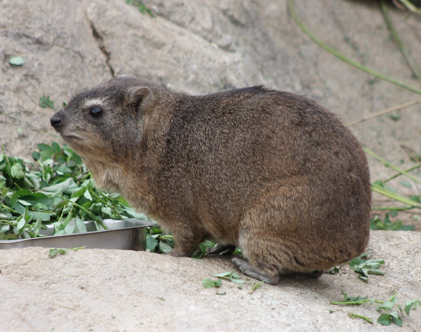 Cape hyrax