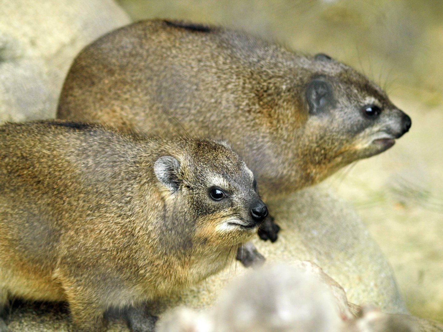 Cape hyrax