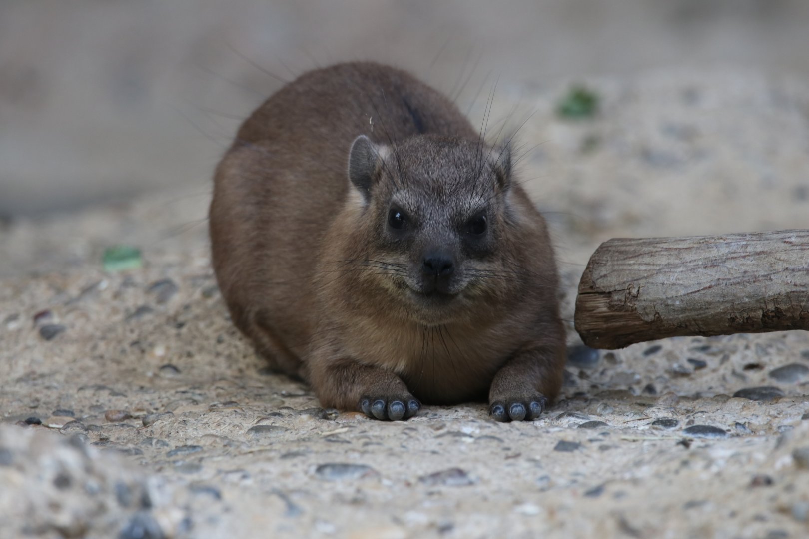 Cape Hyrax