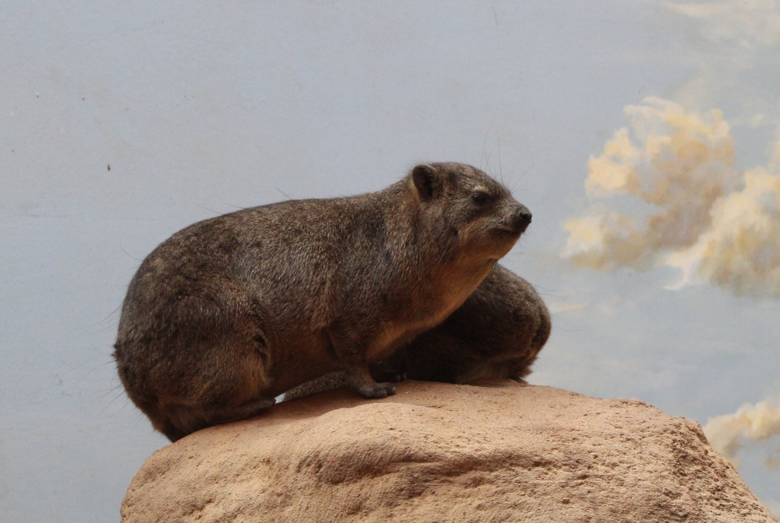 Cape hyrax
