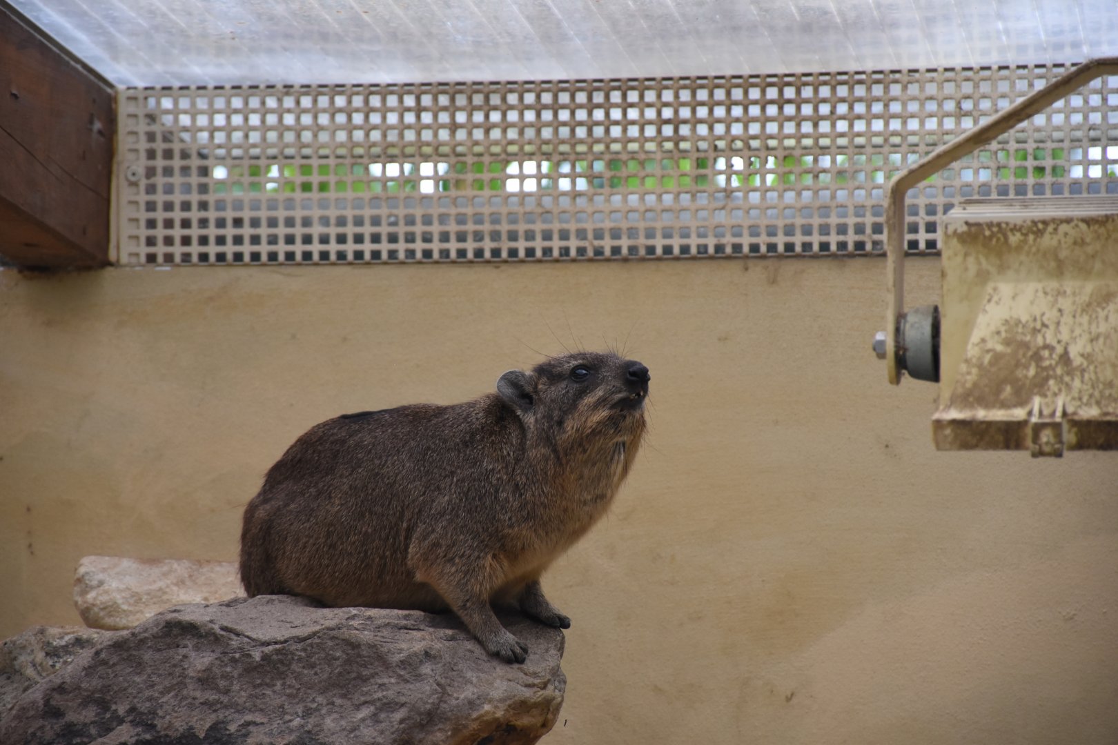 Cape hyrax