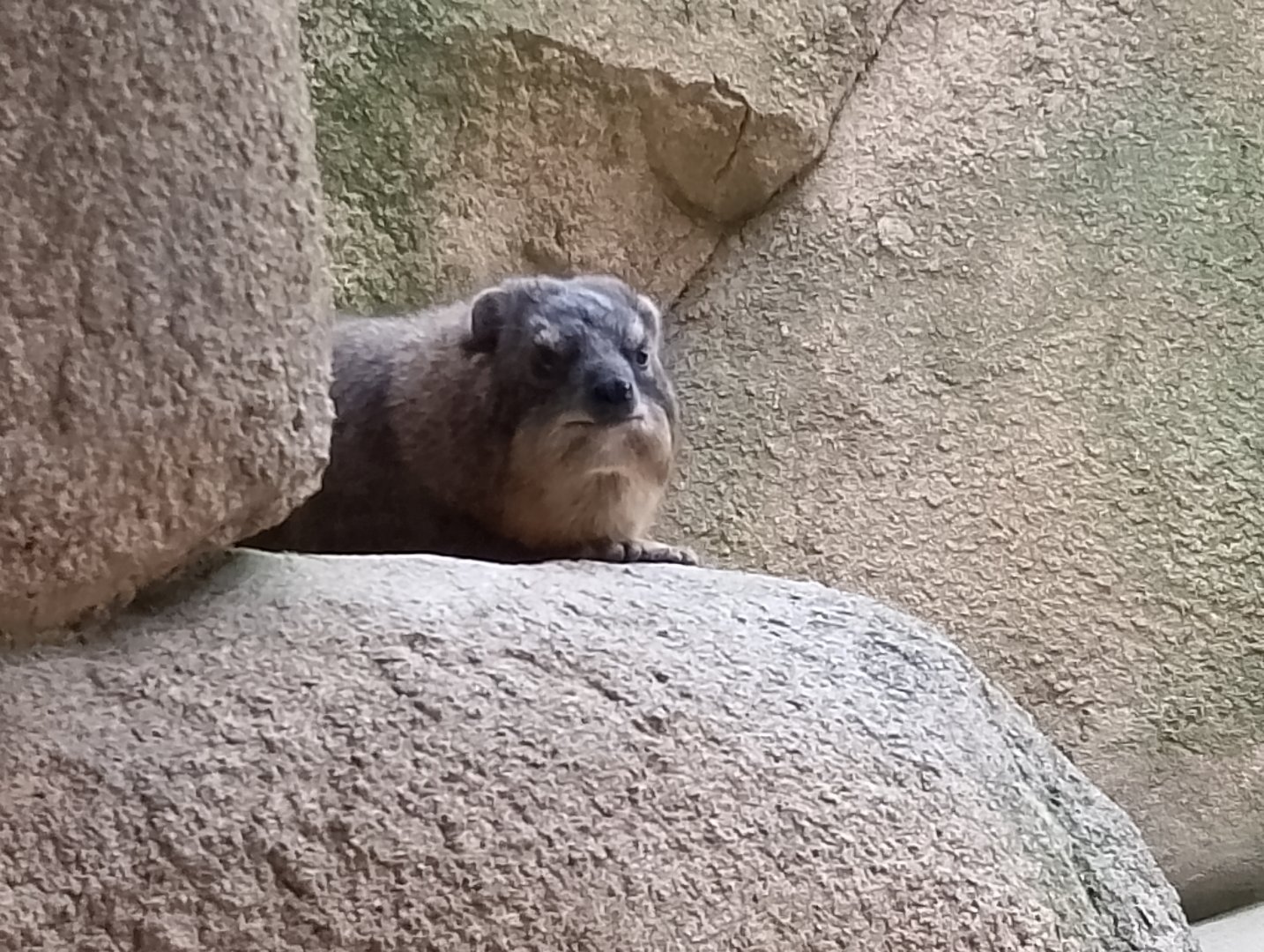 Cape hyrax