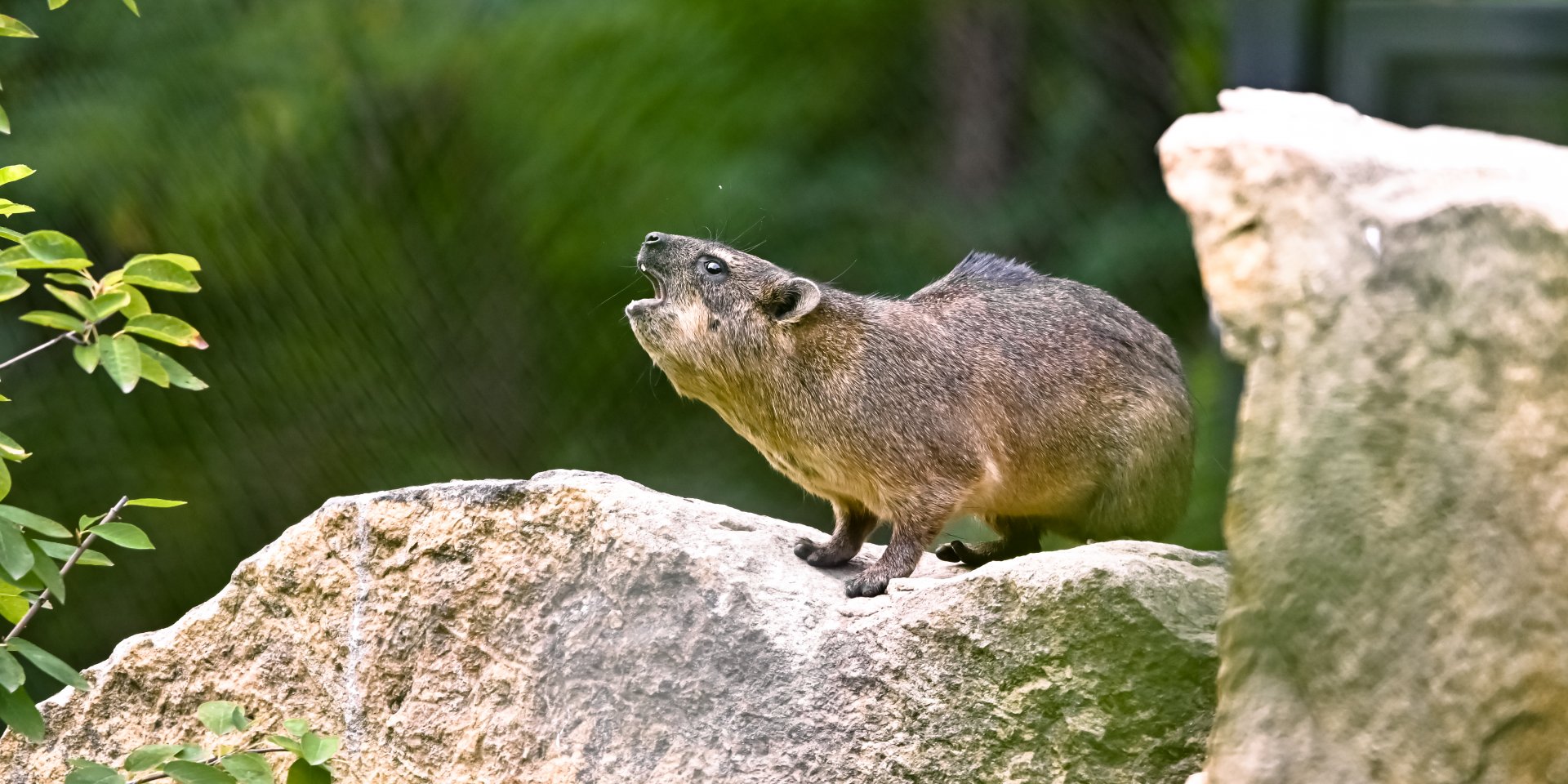 Cape hyrax
