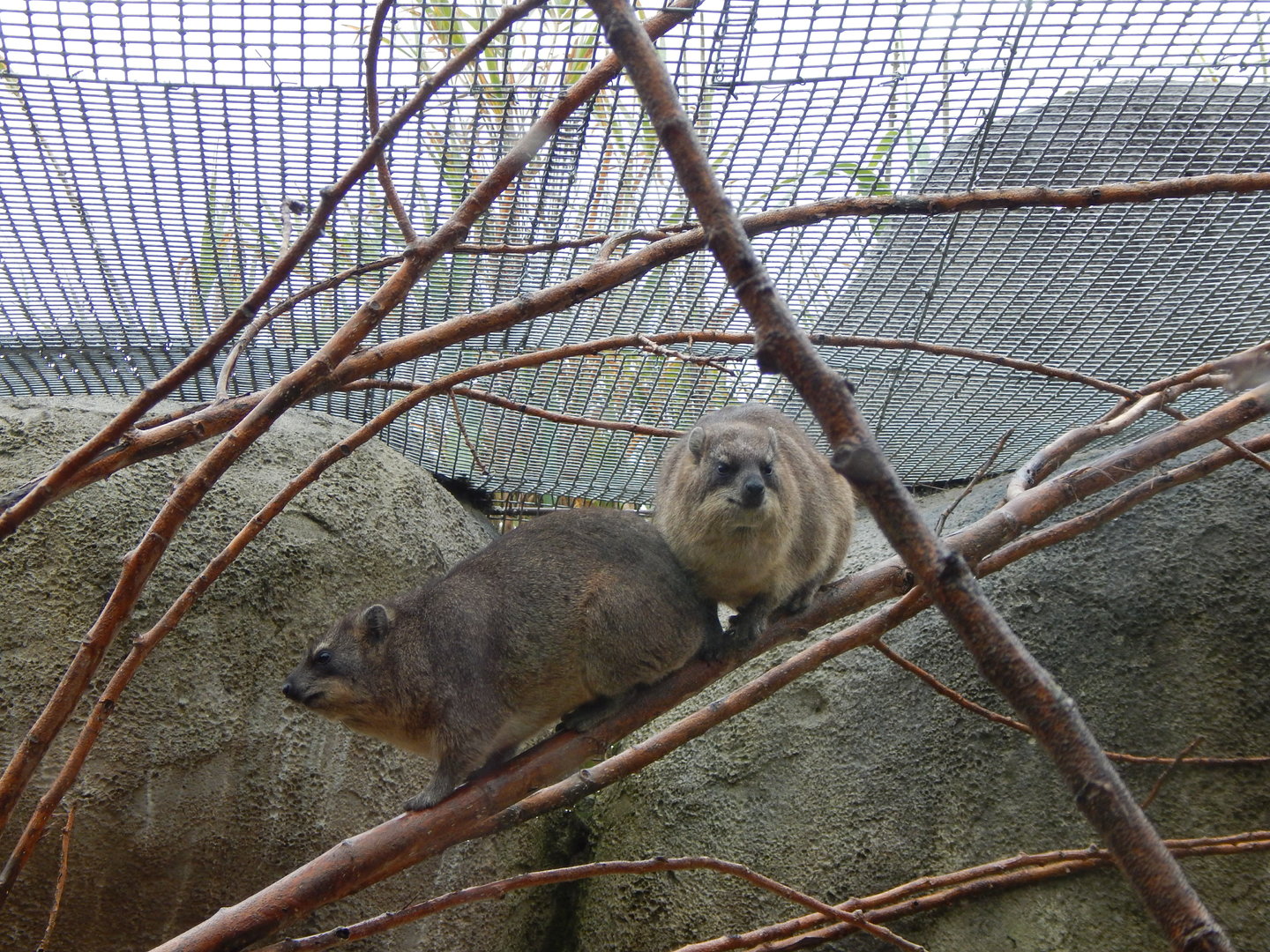 Cape hyraxes 221022