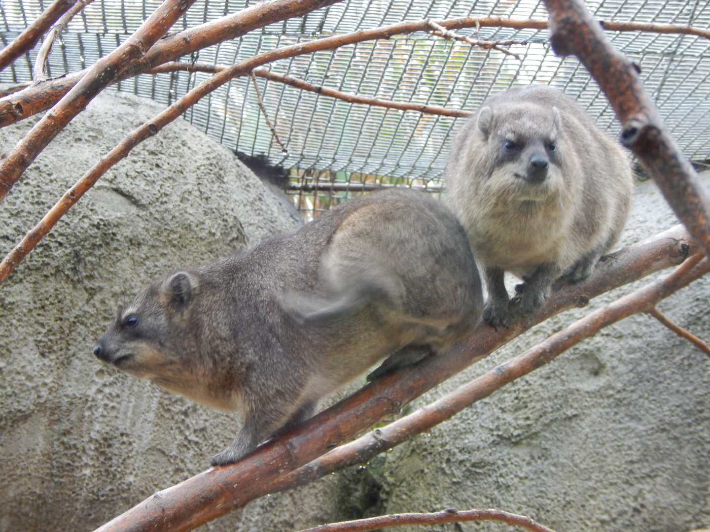 Cape hyraxes 221022