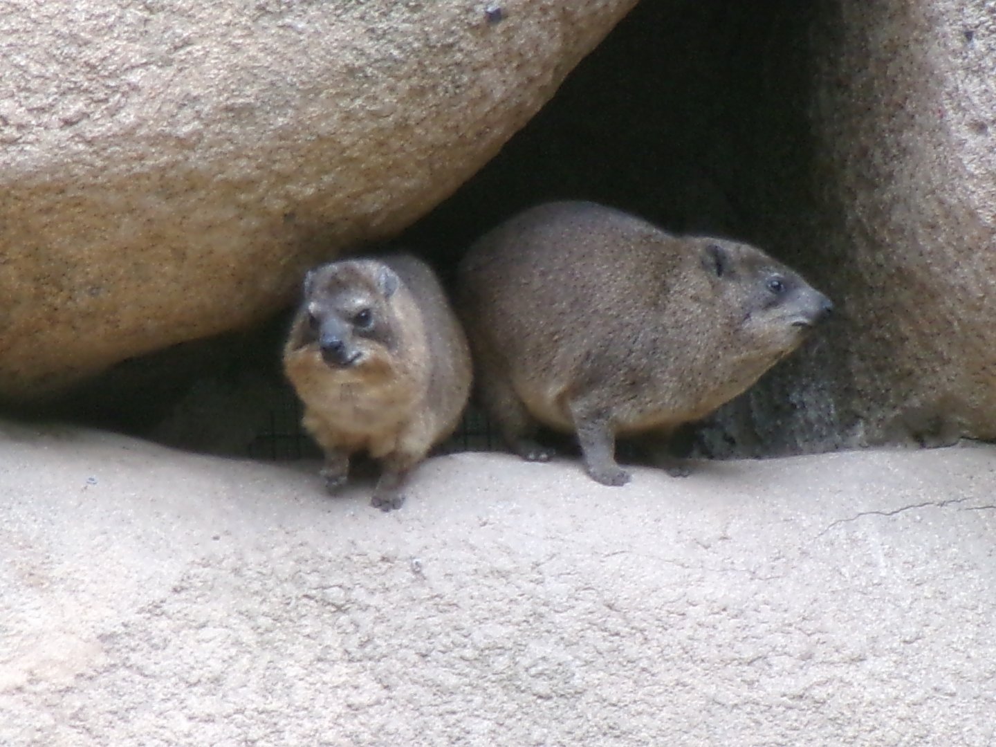Cape hyraxes