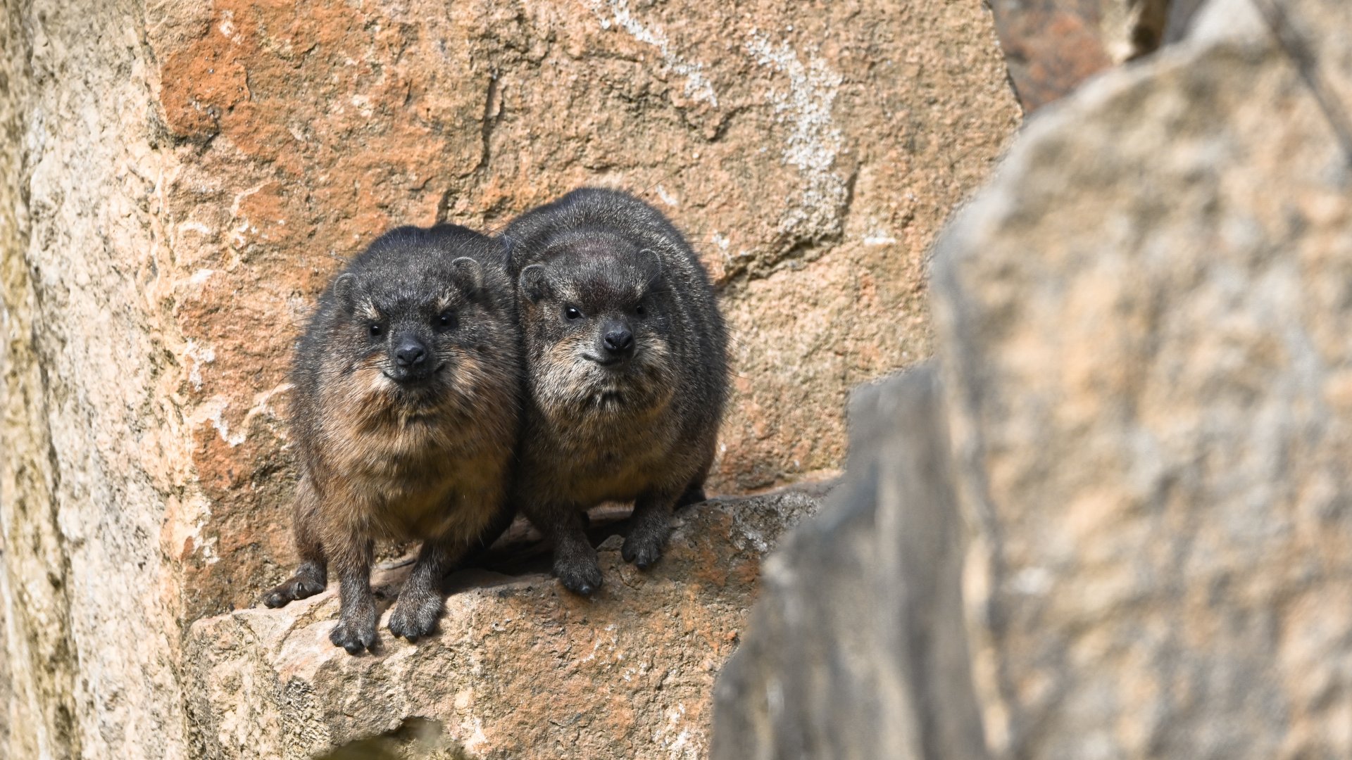 Cape hyraxes