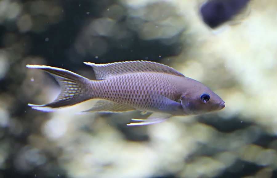 Cape Kapampa cichlid (Neolamprologus gracilis)