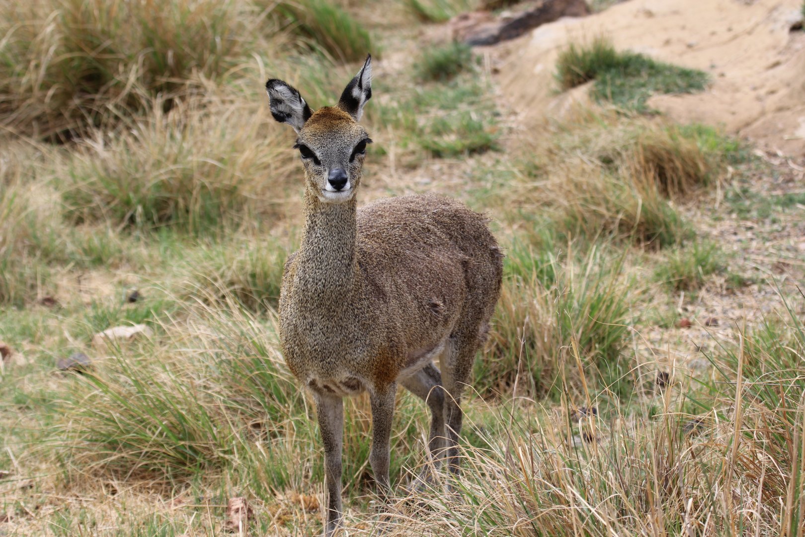 Cape Klipspringer (Oreotragus oreotragus oreotragus)