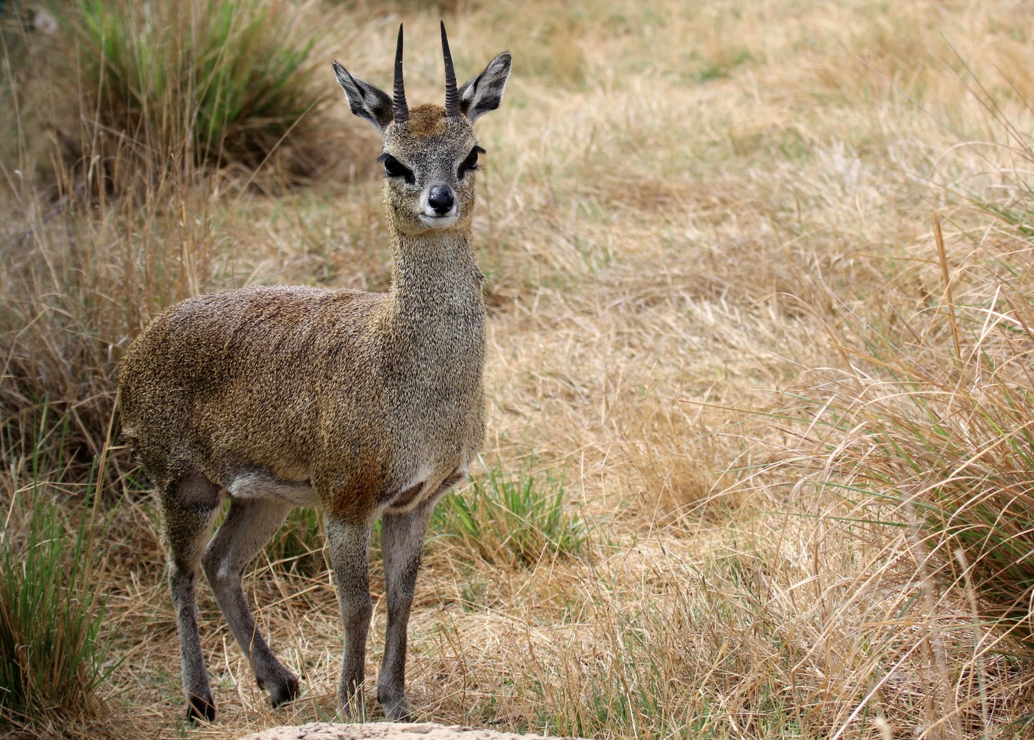 Cape Klipspringer (Oreotragus oreotragus oreotragus)