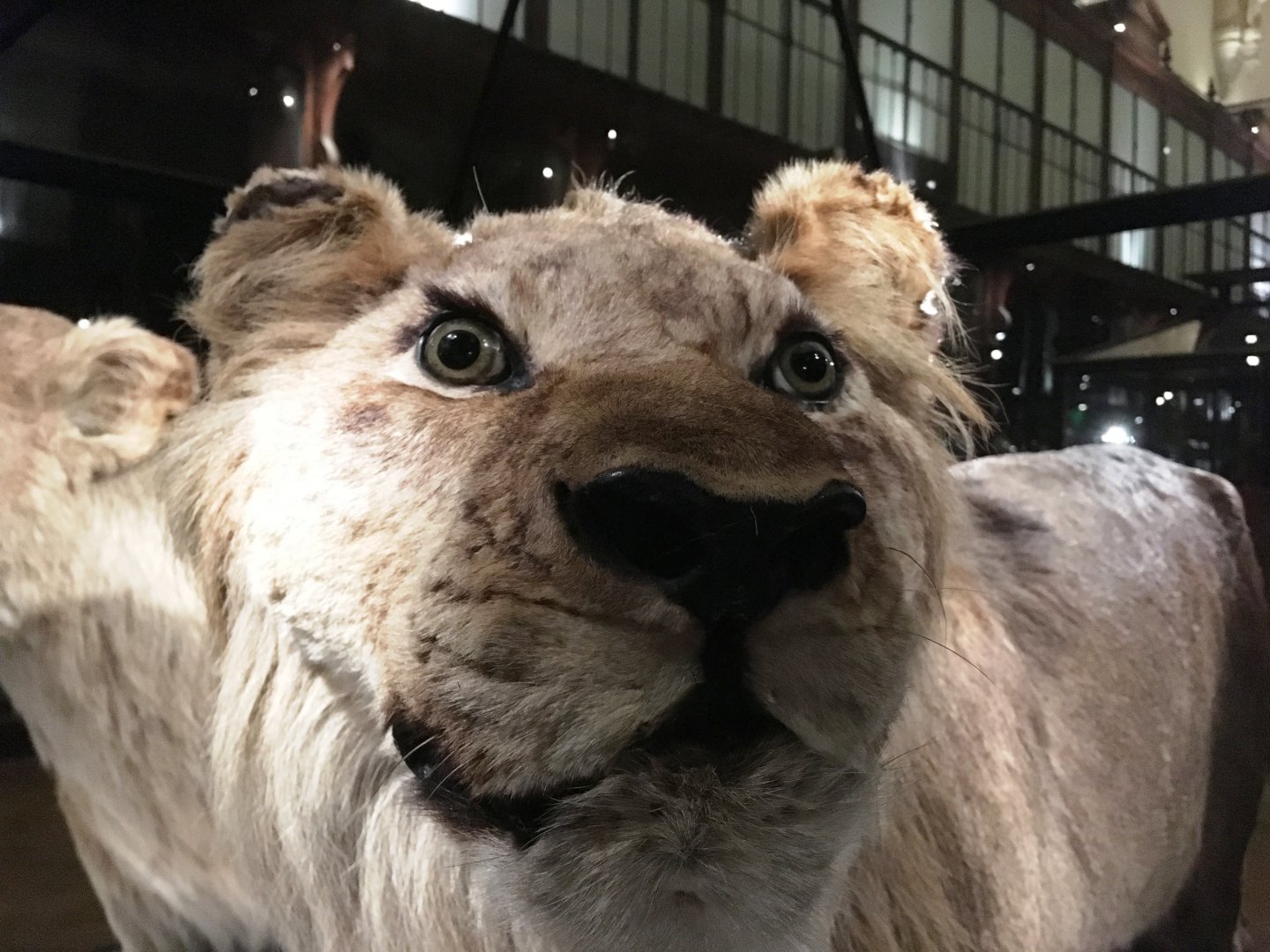 Cape lion (Panthera leo melanochaita); November 24th 2018