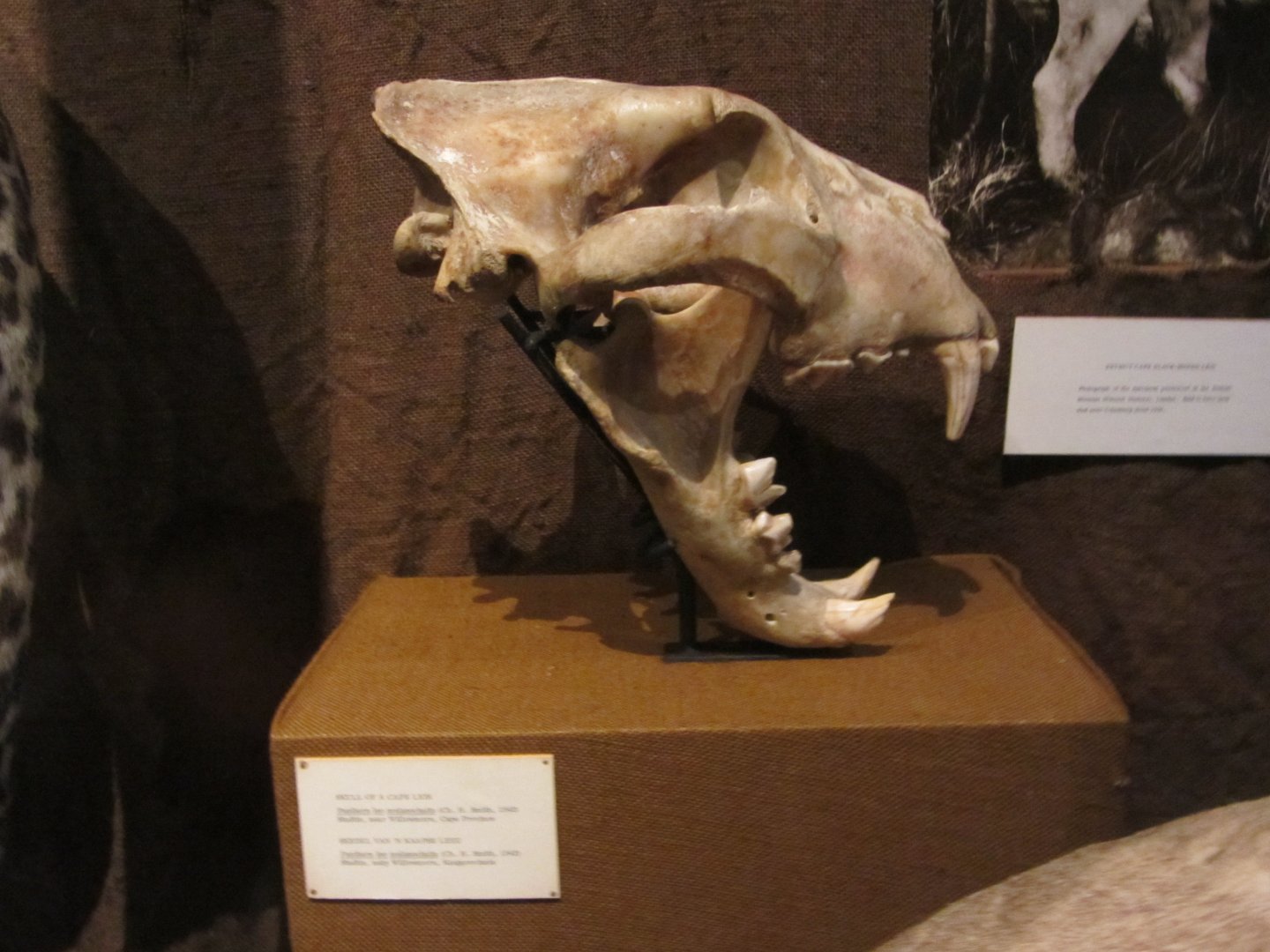 Cape Lion Skull