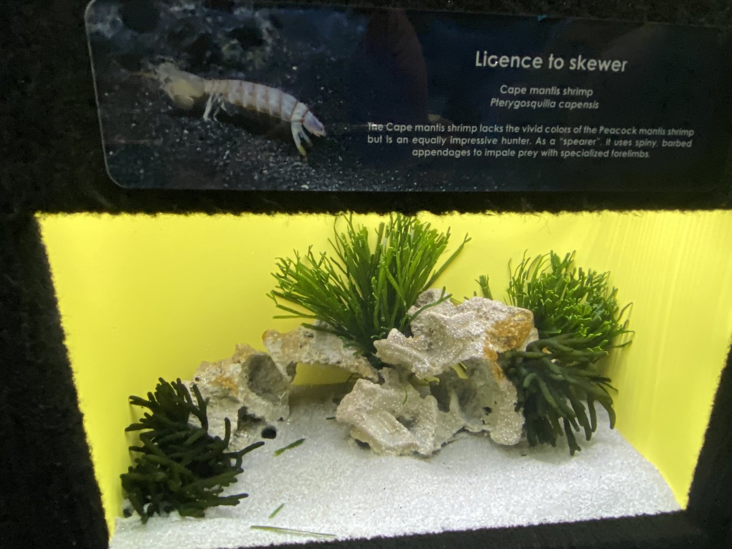 Cape mantis shrimp aquarium