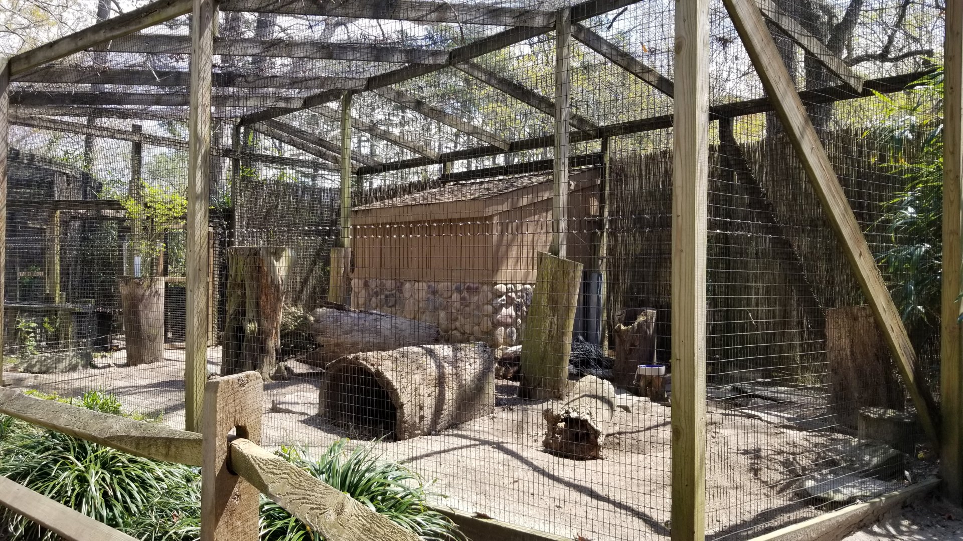 Cape May - African crested porcupines