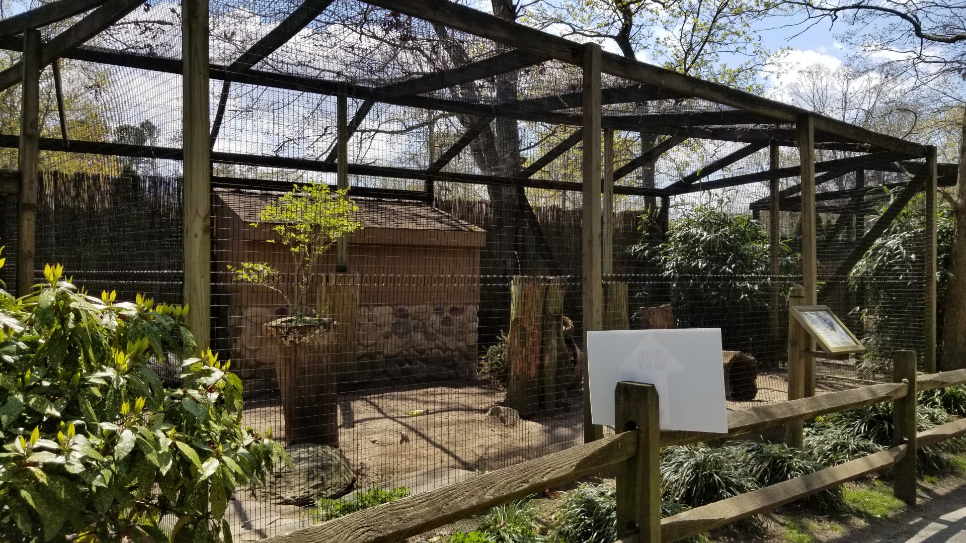 Cape May - African crested porcupines