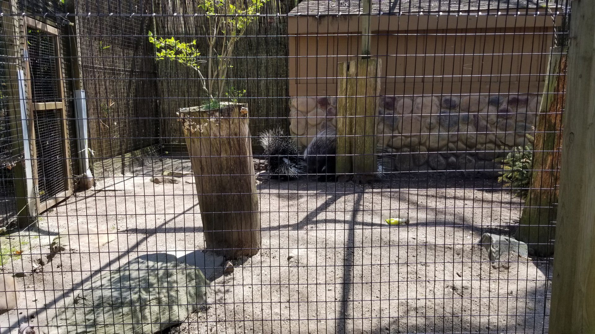 Cape May - African crested porcupines