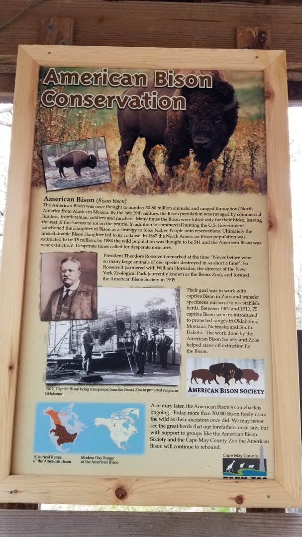 Cape May - American Bison conservation