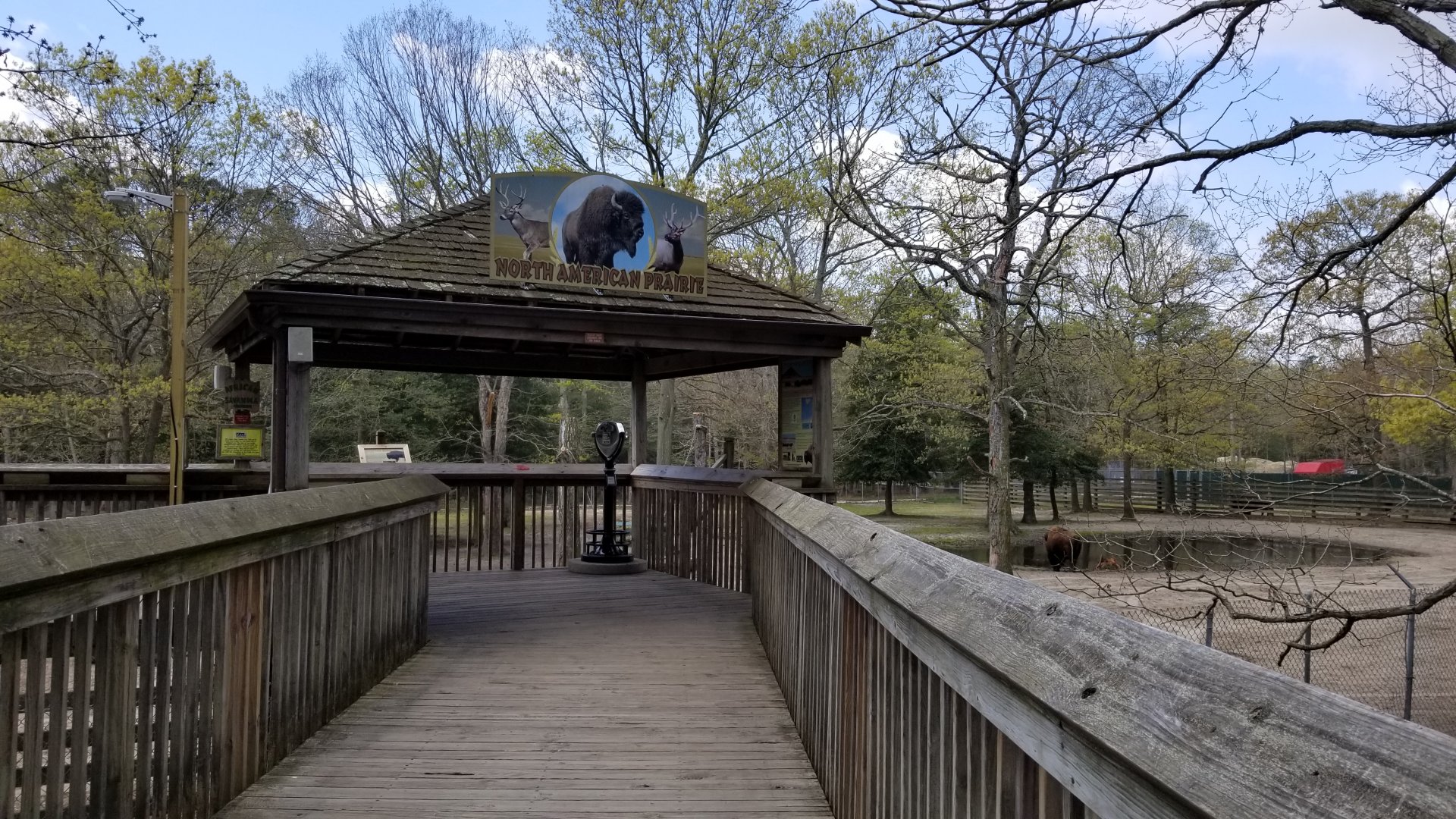 Cape May - American Bison