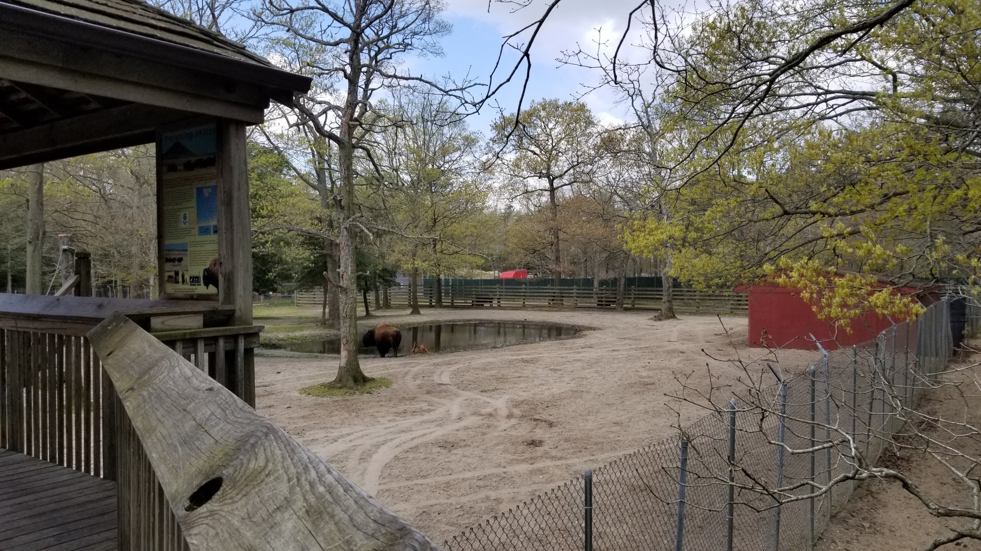 Cape May - American Bison