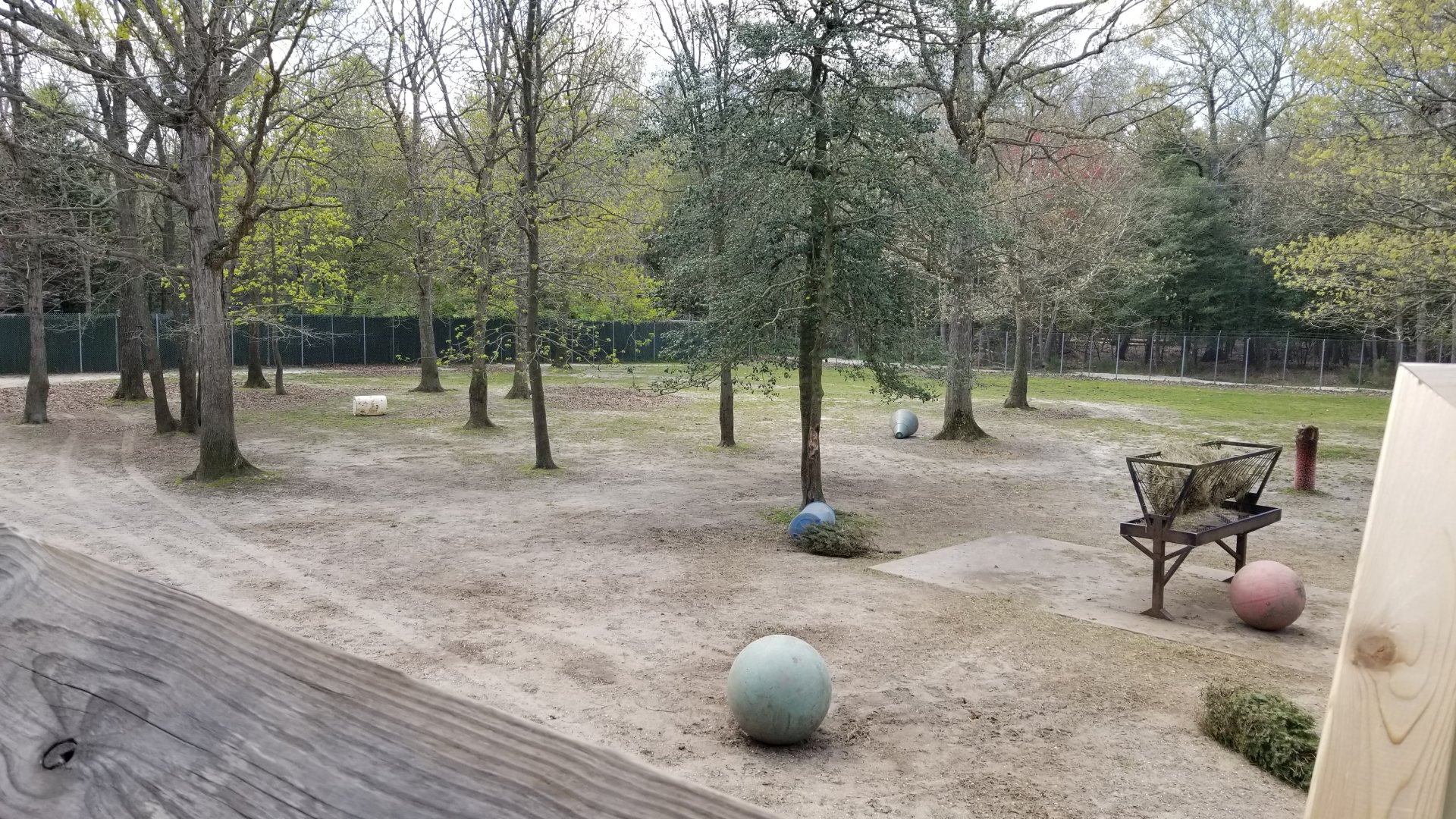 Cape May - American Bison