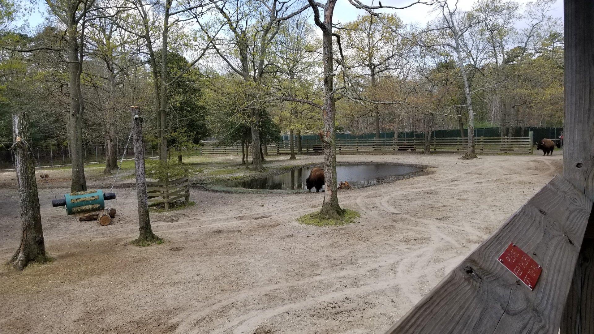 Cape May - American Bison