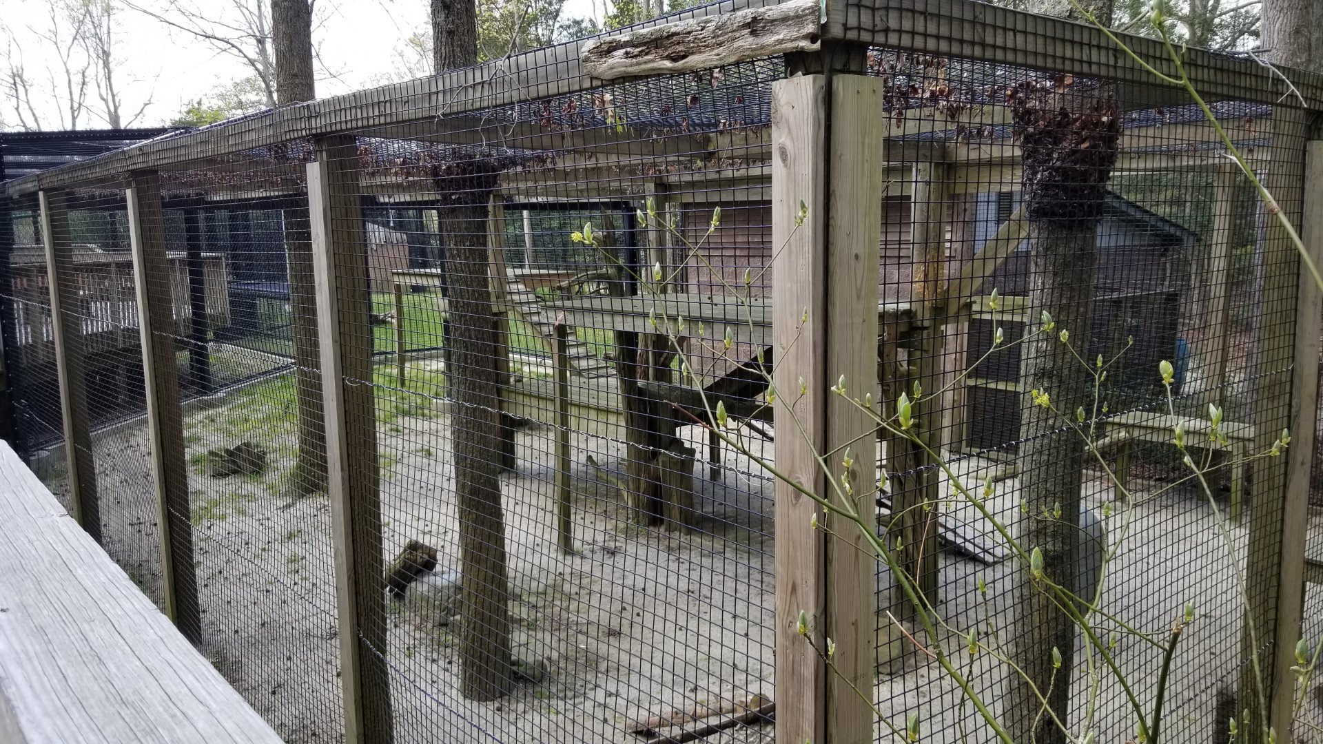Cape May - Amur Leopard, old exhibit