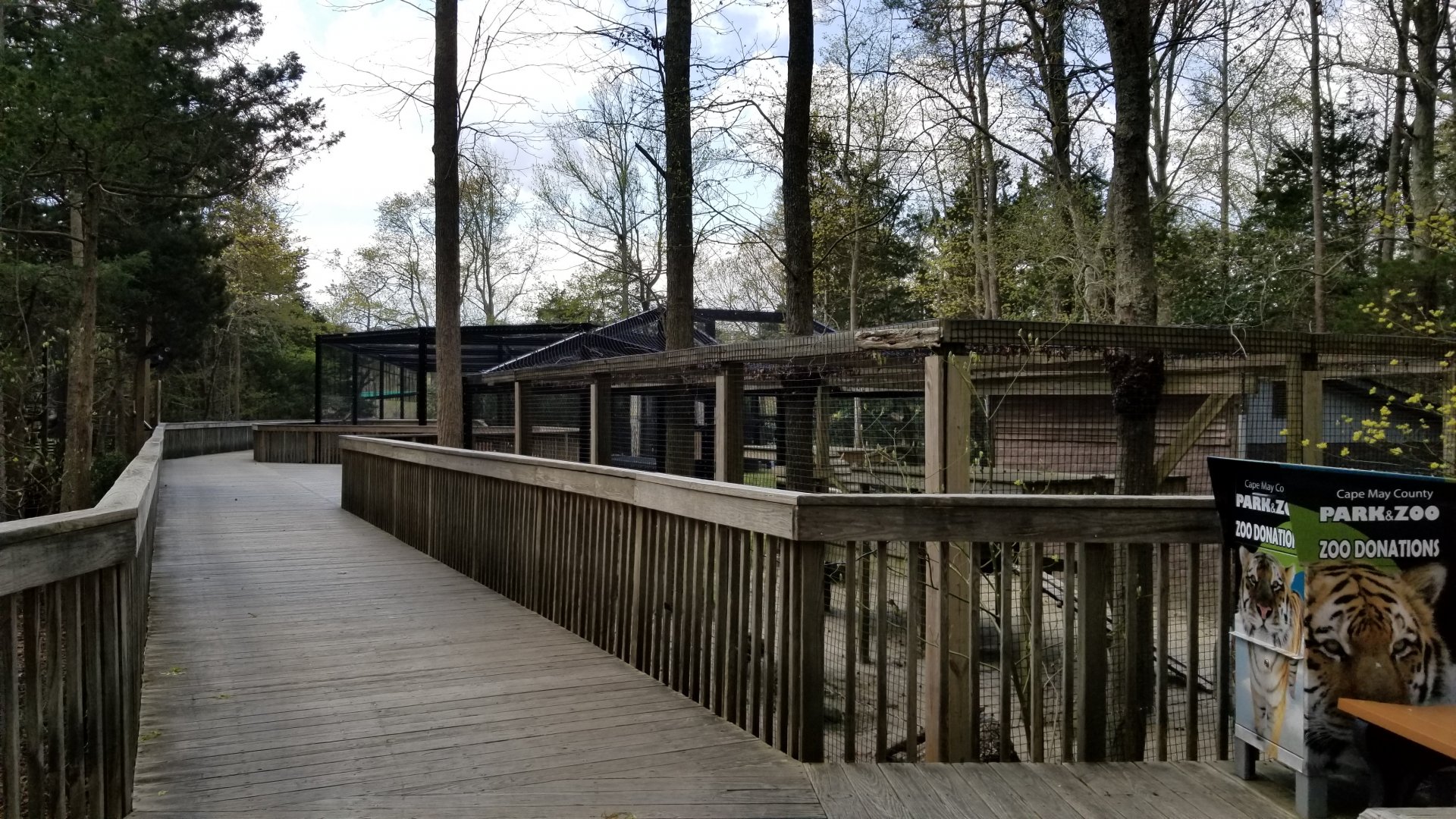 Cape May - Amur Leopard