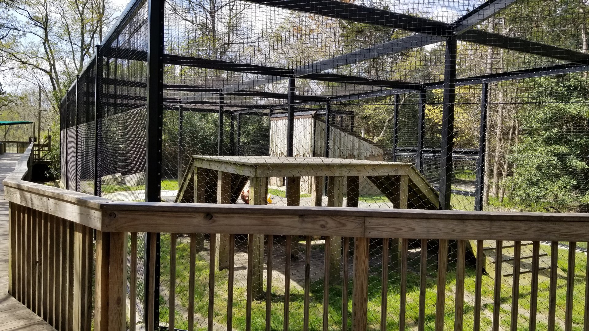 Cape May - Amur Leopard
