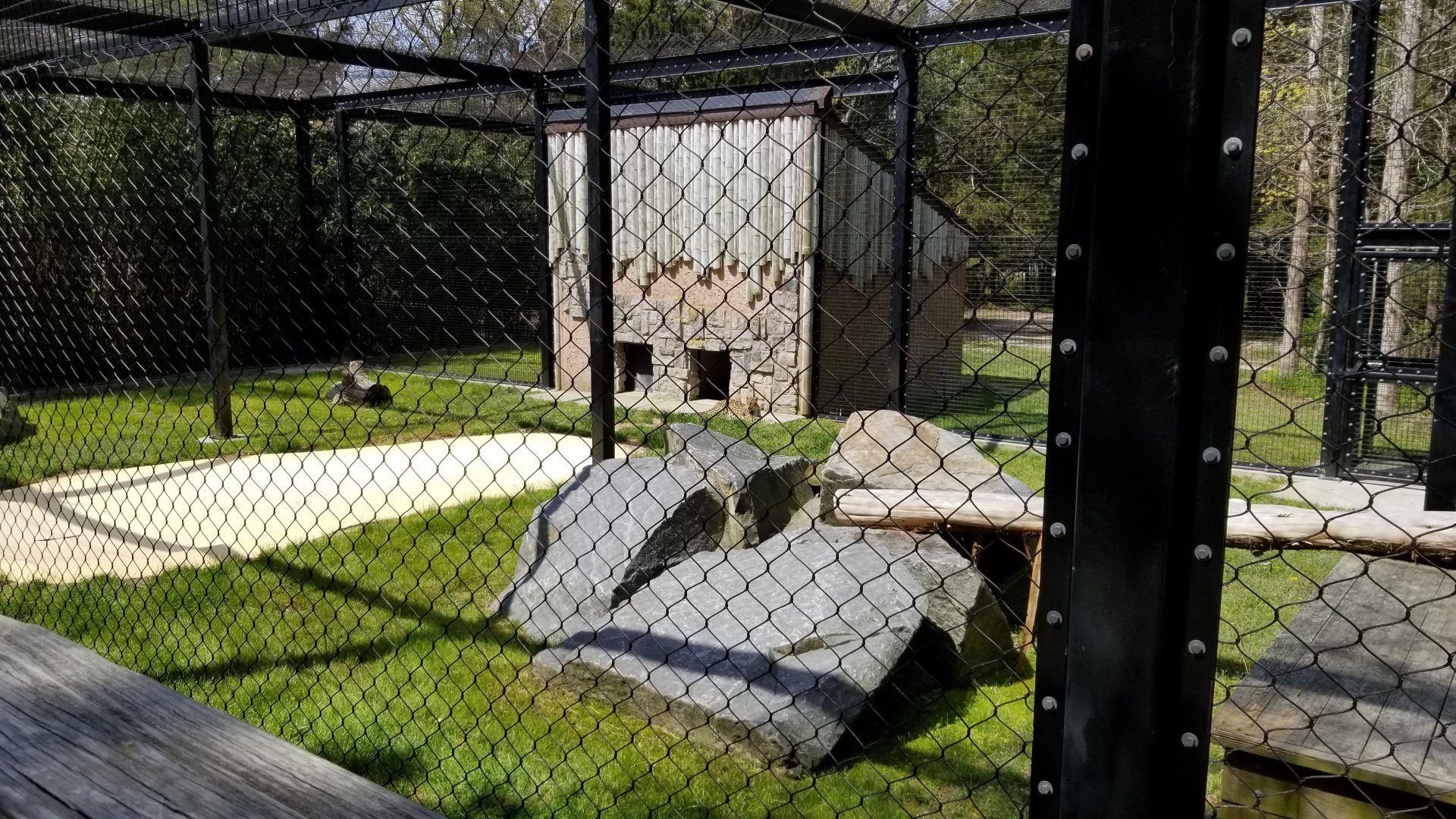 Cape May - Amur Leopard