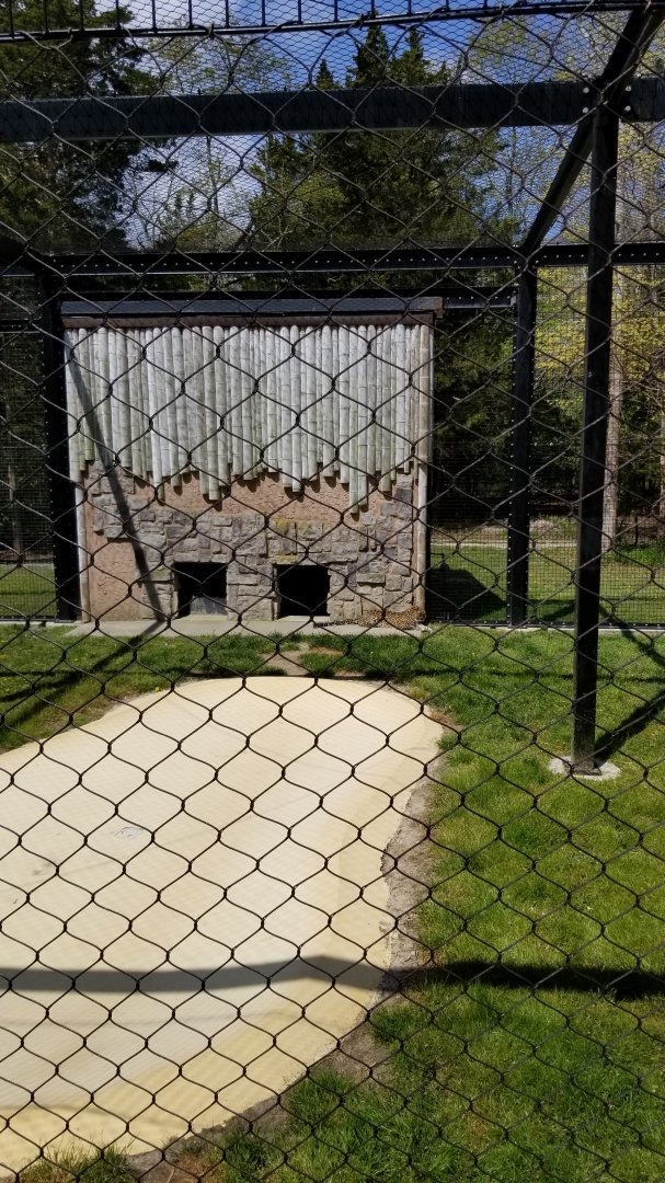 Cape May - Amur Leopard