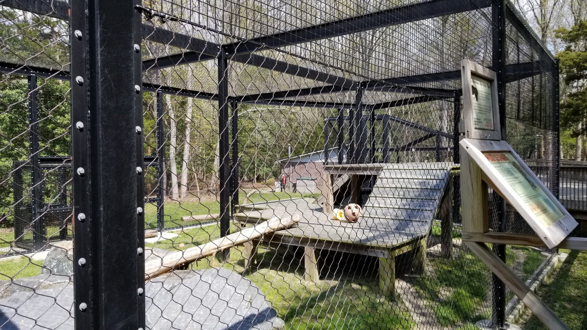 Cape May - Amur Leopard