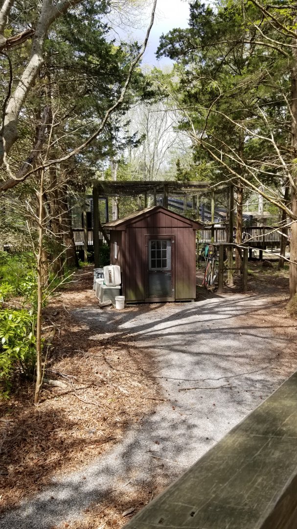 Cape May - Back of Red Panda