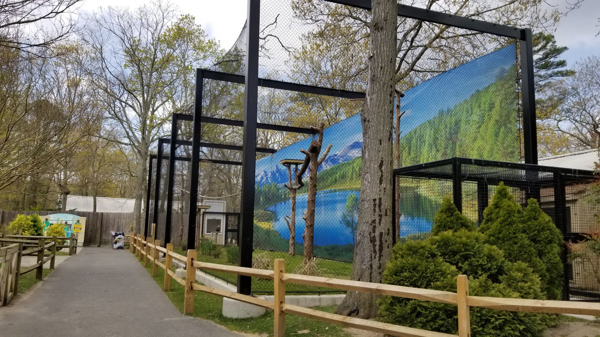 Cape May - Bald Eagle