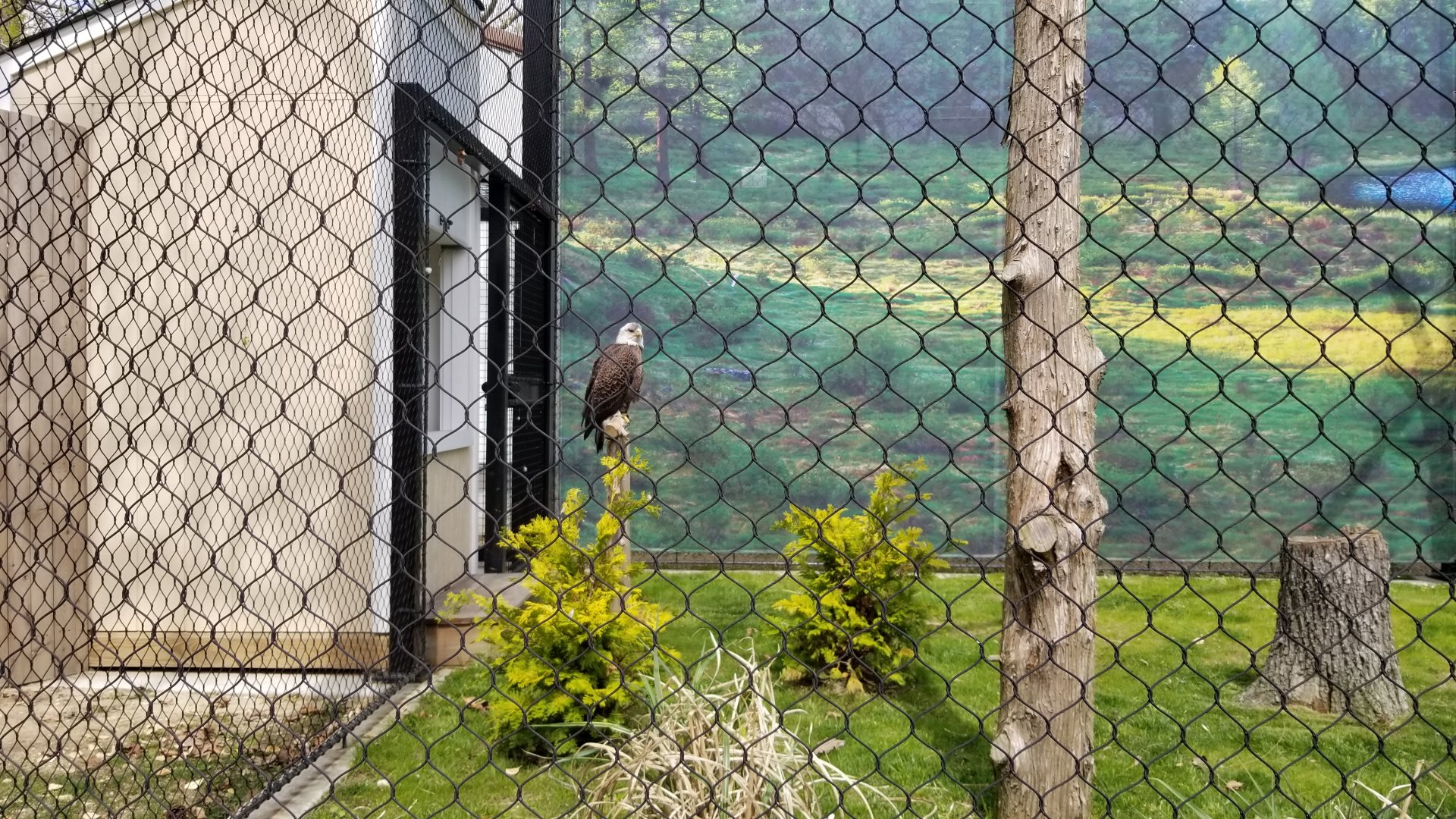 Cape May - Bald Eagle