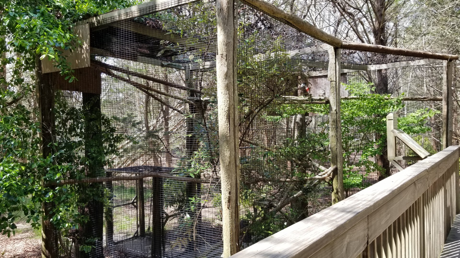 Cape May - Barred owl