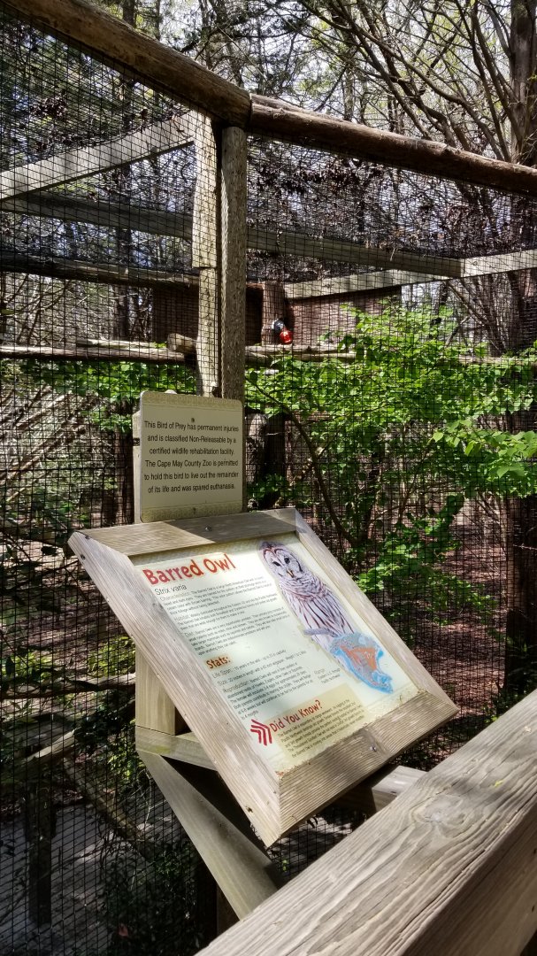 Cape May - Barred owl