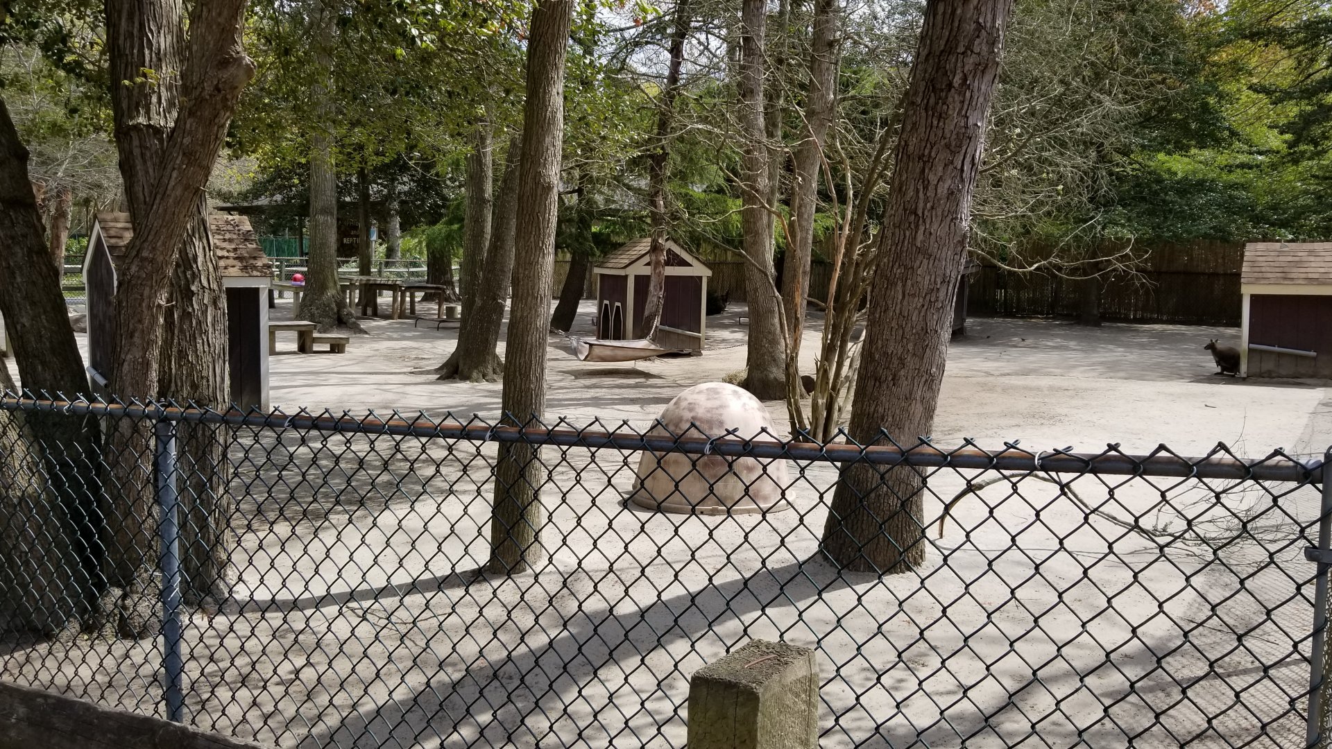 Cape May - Bennett's wallabies