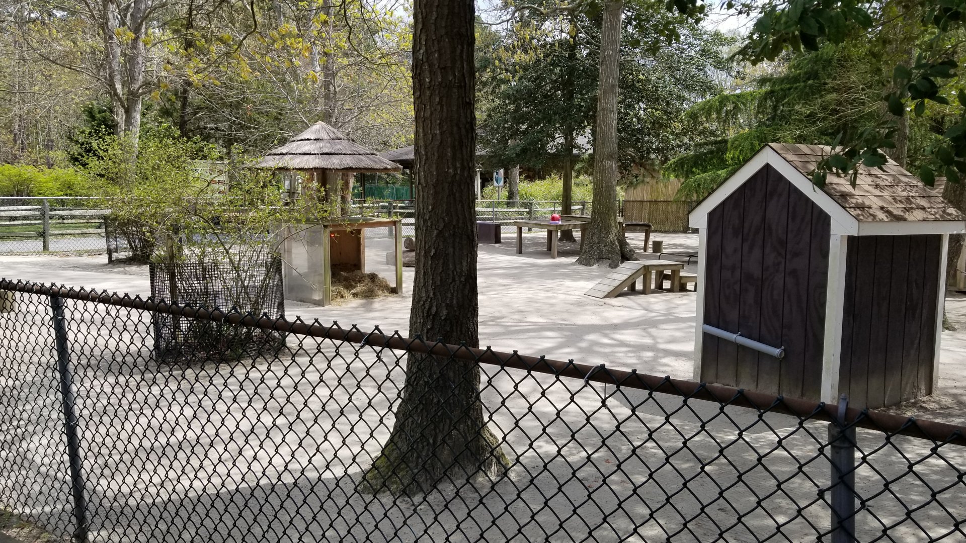 Cape May - Bennett's wallabies