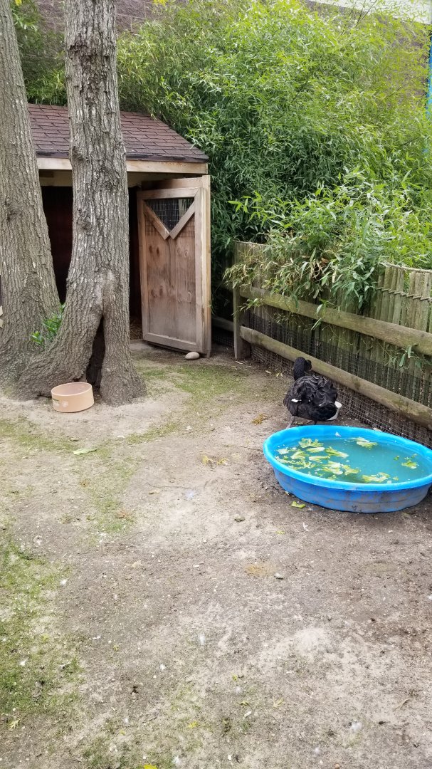 Cape May - Black swan