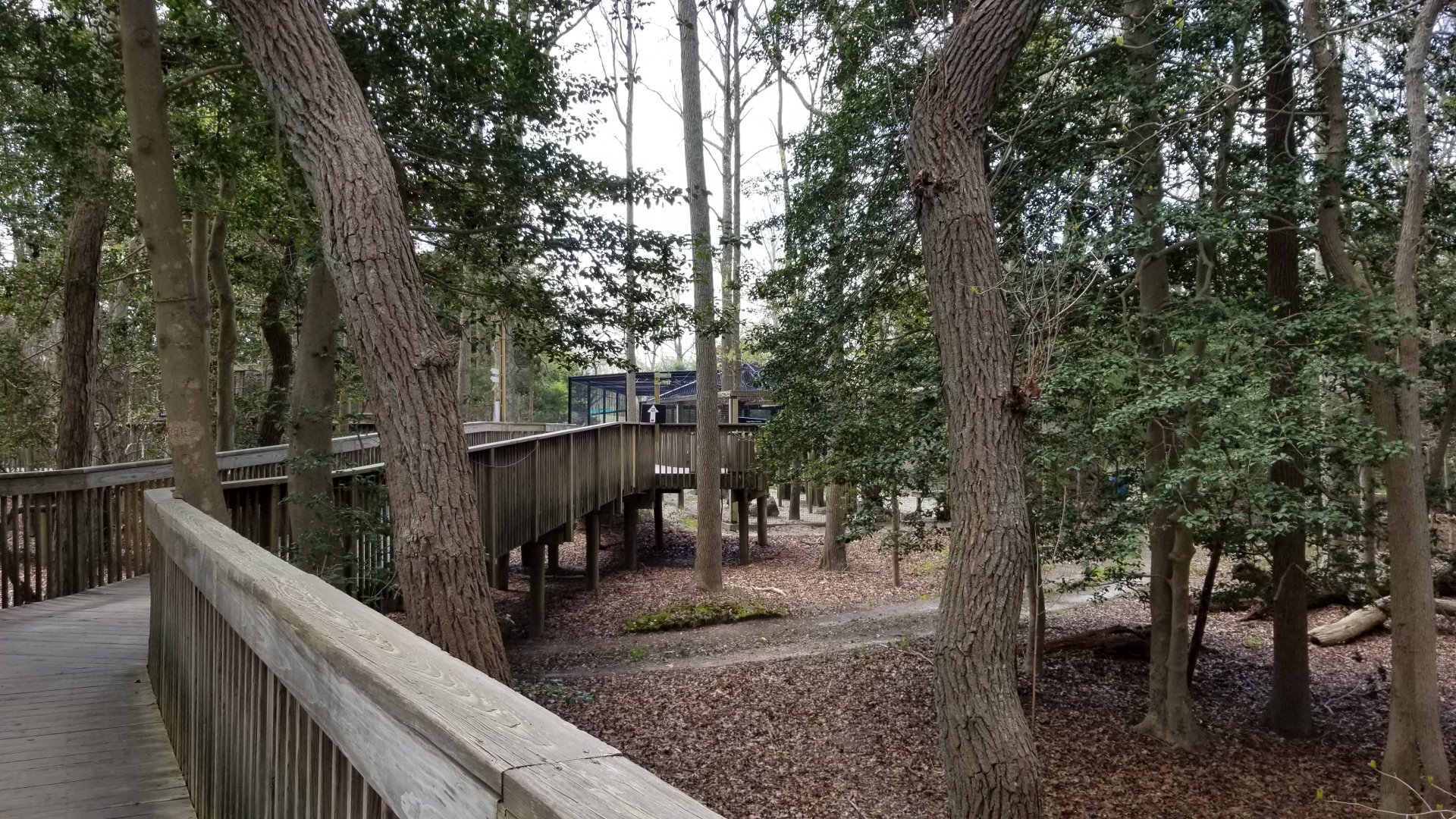 Cape May - Boardwalk to savanna