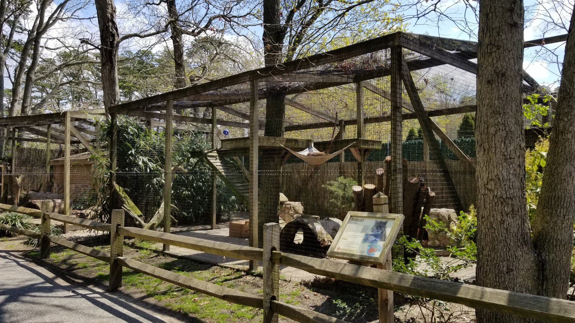 Cape May - Bobcat exhibit #2
