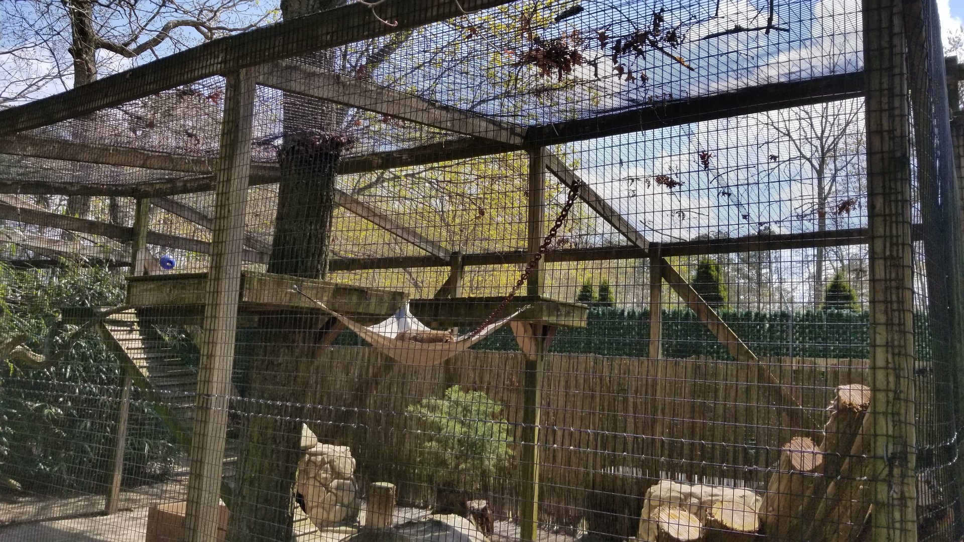 Cape May - Bobcat exhibit #2